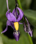 Climbing nightshade